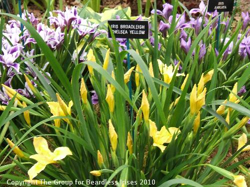 Broadleigh Chelsea Yellow